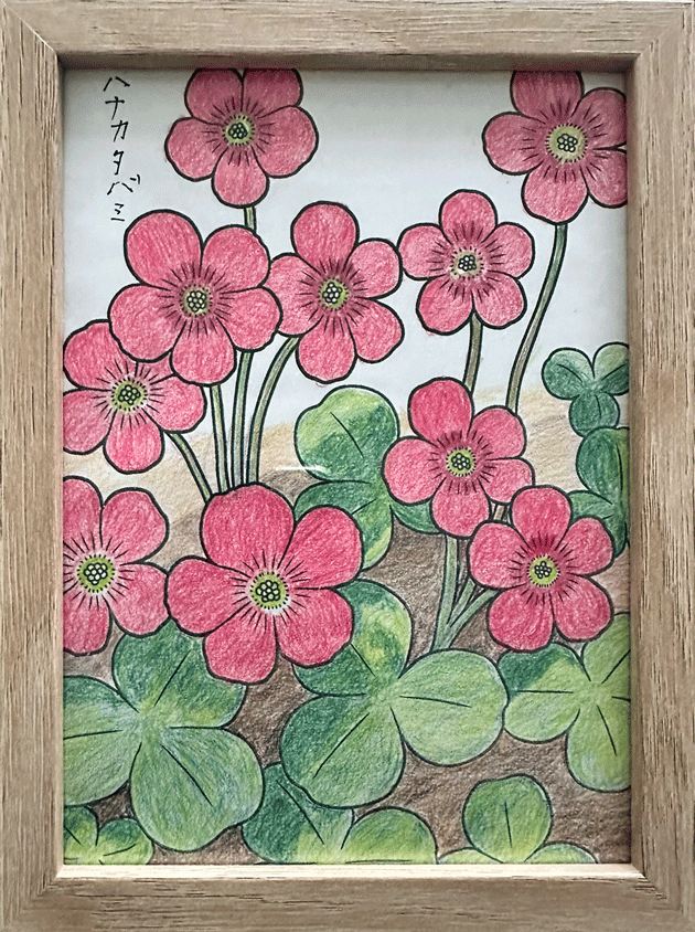 ハナカタバミ