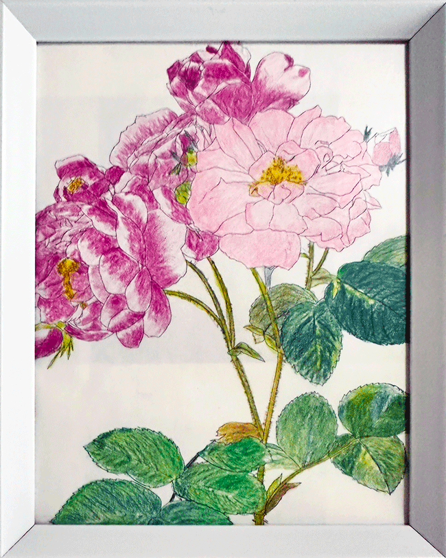 赤とピンクの花