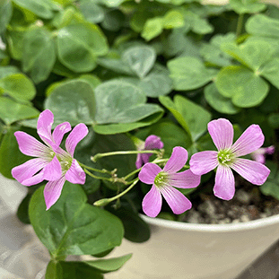 pink flower