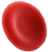 Red Blood Cell